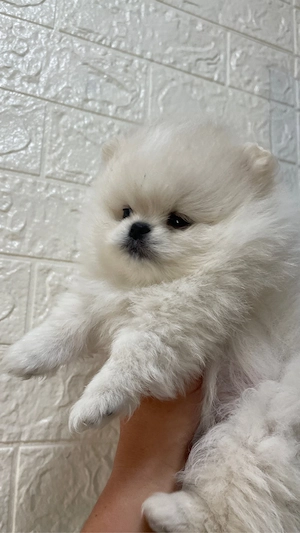 Reinrassige Pomeranian Zwergspitz Welpen mit Stammbaum