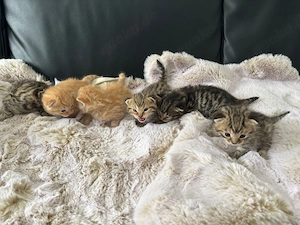 Bengalmix Kitten Bengal Mix 
