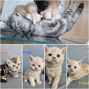 Wunderschöne kleine Katerchen mit Löckchenen