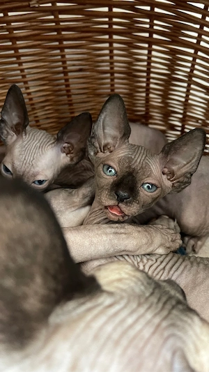 Kanadische Sphynx Kitten mit Stammbaum     