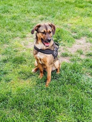 Buck sehr gut erzogener Familienhund 