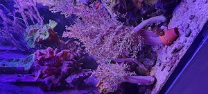 capnella Keniabäumchen meerwasser korallen tauschen 