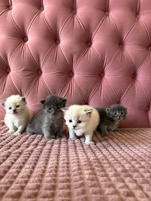 Süße Ragdoll Maine Coon Mix Kitten abzugeben   