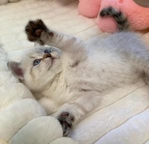 Süße Prinzessin -Point&Tabby (BKH)