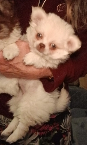 Zuckersüßer Pomeranian x Chihuahua Welpe