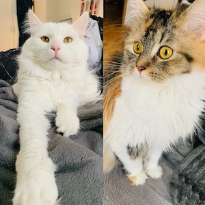 Zwei liebevolle Wohnungskatzen (Kater & Katze) nur gemeinsam abzugeben