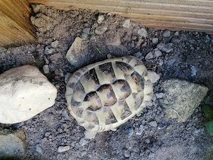 Sehr schöne männliche THB Schildkröte von 2023 