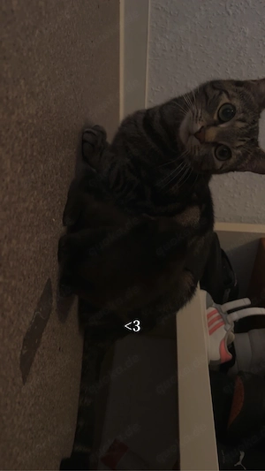 Wunderschöne Katze abzugeben 