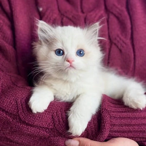 Ragdoll Katzen