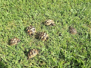 Nachzuchtverkauf griechischer Landschildkröten