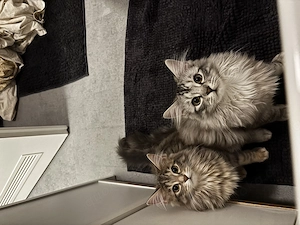 Maincoon mix kitten 