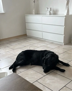    Chase   junger Labrador-Mix sucht geduldige Lieblingsmenschen   