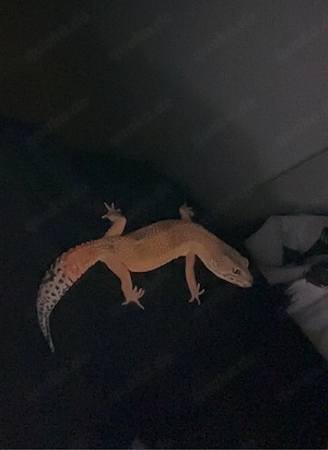 Dringend abzugeben   zu verkaufen   Leopardgecko (weiblich, geboren 2024) inkl. Terrarium & Futter