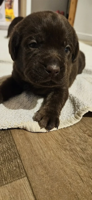 Reinrassige labradorwelpen