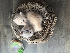 Bkh kitten mit stammbaum
