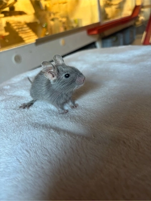 Zwei Degu Mädchen