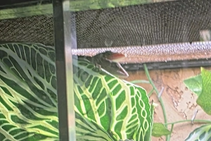 Rothkehl Anolis Pärchen 