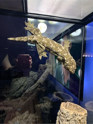 Rhacodactylus Leachianus Pine Island 1.0 Neukaledonischer Riesengecko