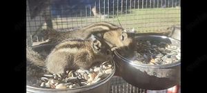 Streifenhörnchen, Hörnchen, Chinesische Streifenhörnchen 