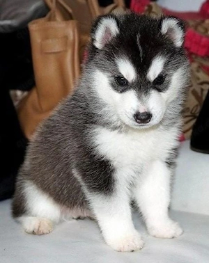 Sibirische Husky-Welpen zu verkaufen.