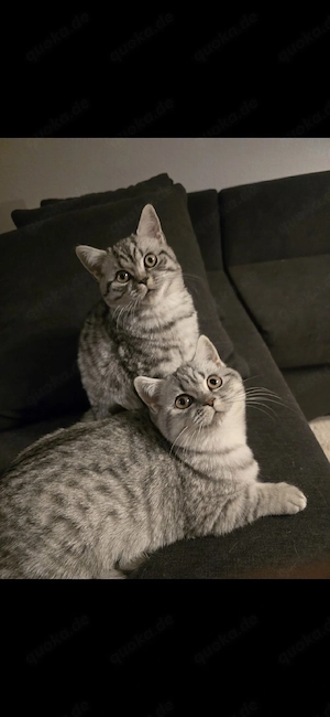 2 ruhige junge Katzen BKH Tabby mit Impfpass suchen Zuhause 