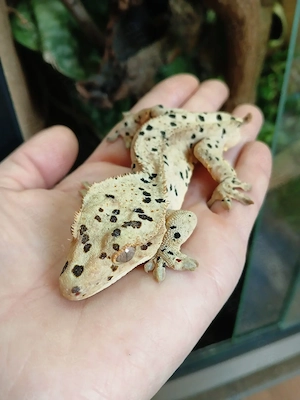 1.0 Super Dalmatiner Correlophus ciliatus Kronengecko adult