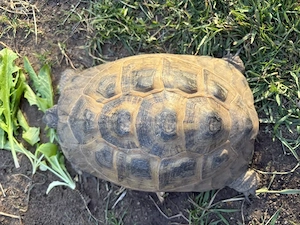Maurische Landschildkröte, 19 Jahre