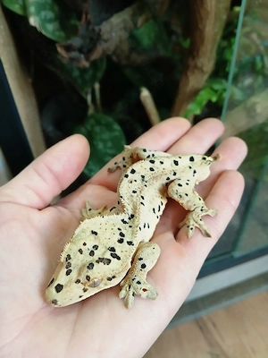 1.0 Super Dalmatiner Correlophus ciliatus Kronengecko adult