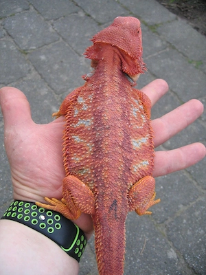 Bartagame Red Hypo Blue Tiger Bock Nr.1 - handzahm - Nachzucht  