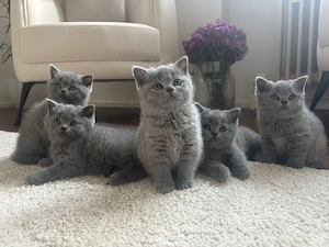 BKH Kitten 