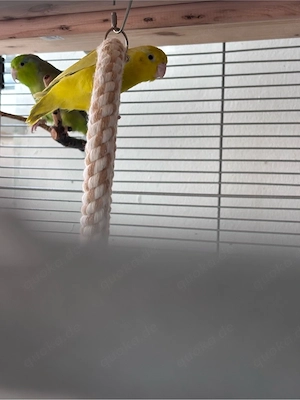 Sperlingspapagein Pärchen. 