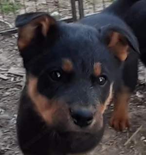 Rottweiler Mix Welpe
