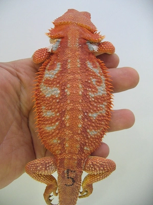 Bartagame Red Hypo Blue Tiger Nachzucht Nr.5 - Bock - handzahm - Farbbartagame