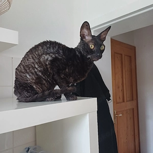 cornish rex