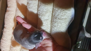 Wir sind mal wieder mit schönen Chihuahua-Welpen beglückt worden