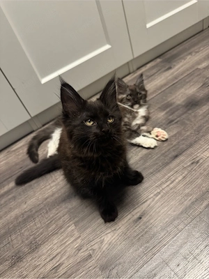 Maine Coon Kitten - ab sofort 