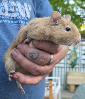 4 Degus abzugeben