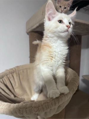 Maine Coon Reinrassig 1Kitten Übrig mit Stammbaum