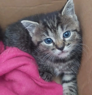 Kätzchen Männchen und Weibchen 12 Wochen alt zu vermitteln 