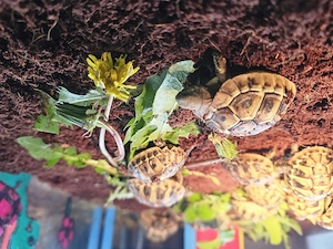 Griechische Landschildkröten abzugeben 