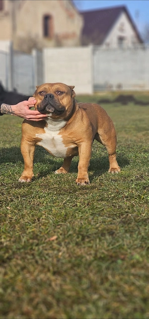 Erstklassige American Pocket Bully Welpen Abgabebereit  Bild 8
