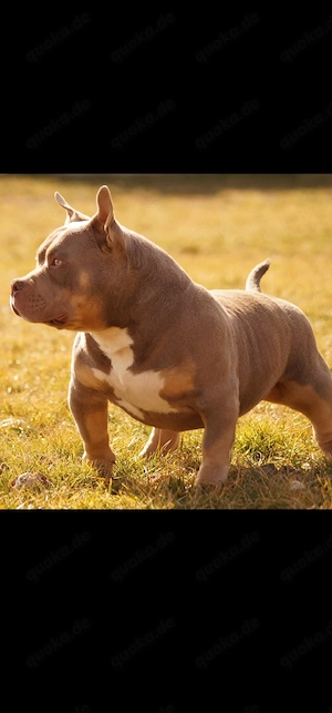 Erstklassige American Pocket Bully Welpen Abgabebereit  Bild 6