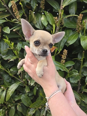 Chihuahua Hündin Welpe KH reinrassig 