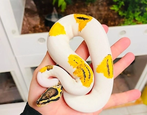 Königs Python   Python Regius Leopard Pastel yb Gravel Pied