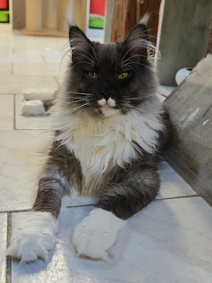 Maine Coon Deckkater black smoke white 