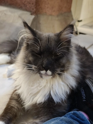 Maine Coon Deckkater 