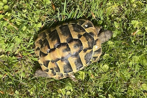 Semiadulte Gruppe Griechischer Landschildkröten: 1 Männchen mit 2 bis 4 Weibchen
