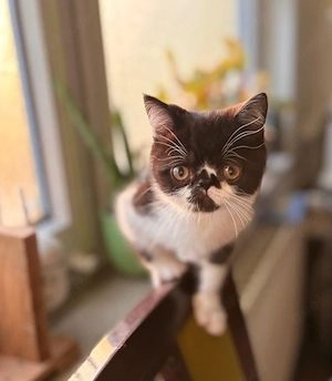 britisch kurzhaar bkh kitten mix 