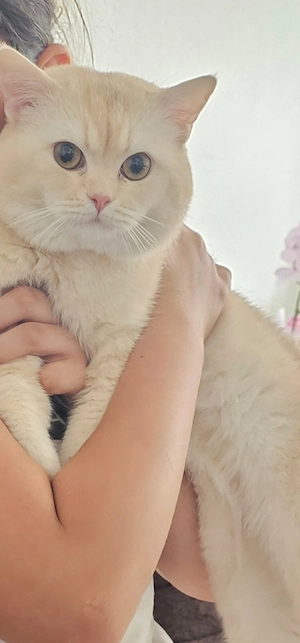katze zu verkafen
