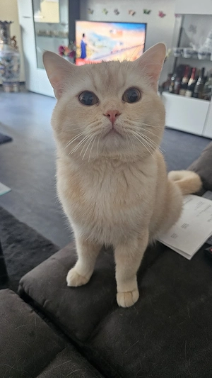 katze zu verkafen